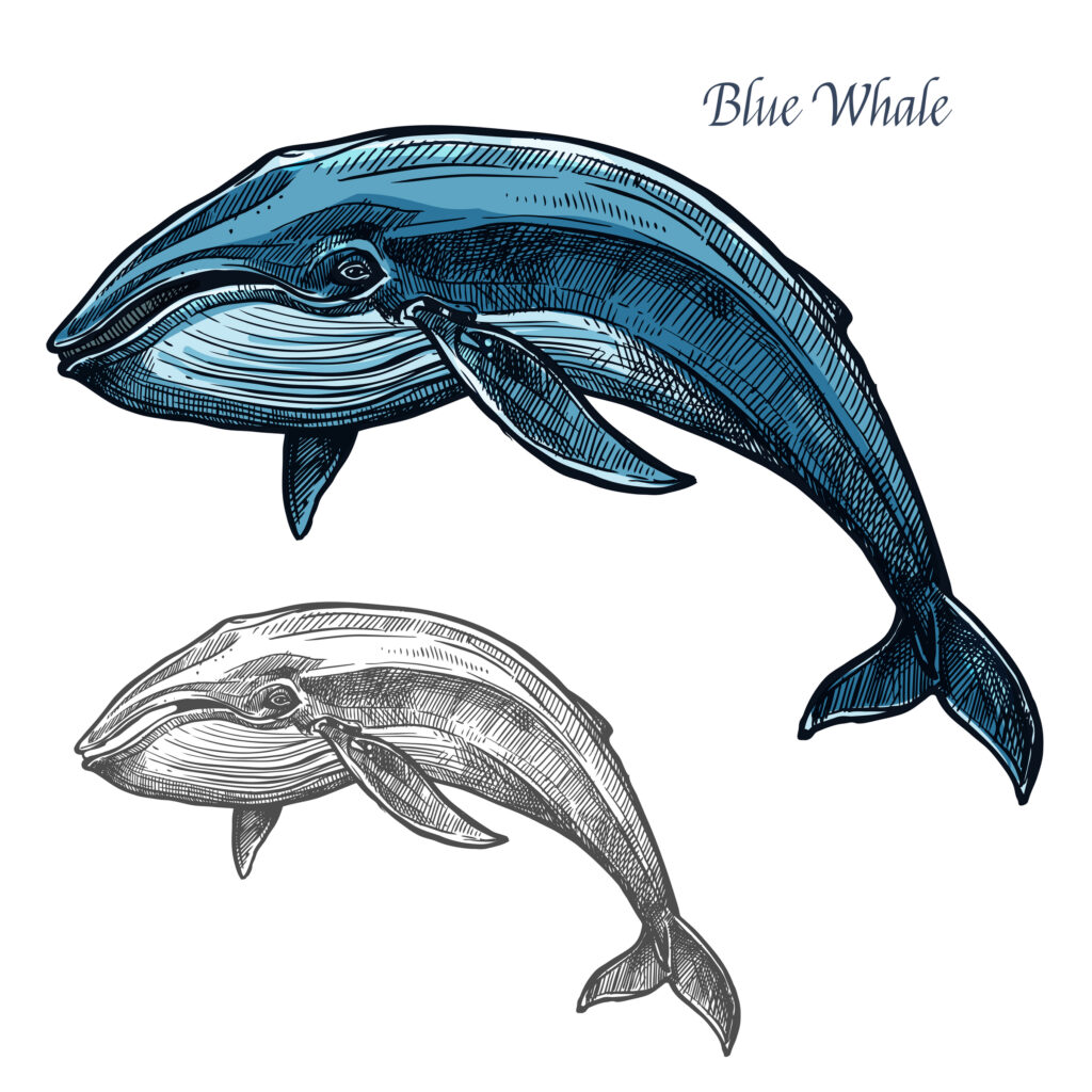 Whale sea animal isolated sketch. Swimming blue whale marine mammal symbol