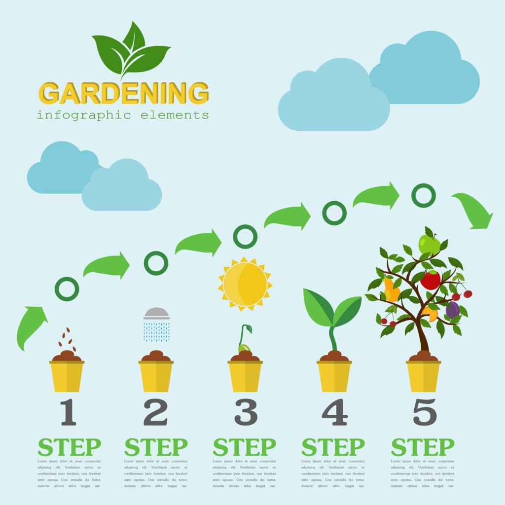 infographic template that shows the growth phases of a potted plant