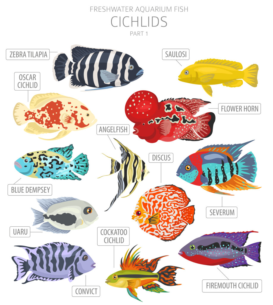 vector set of freshwater fish 