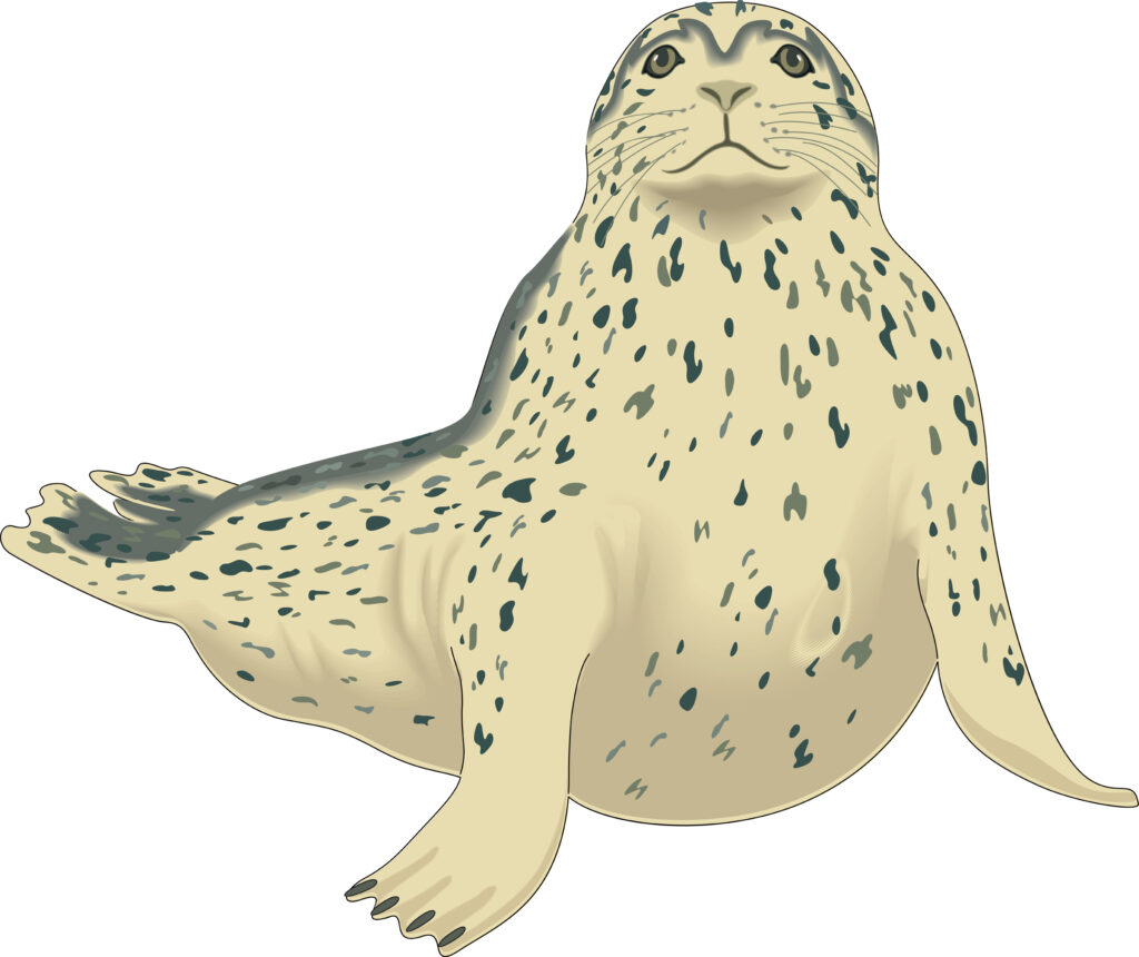 illustration of a spotted leopard seal against a white background