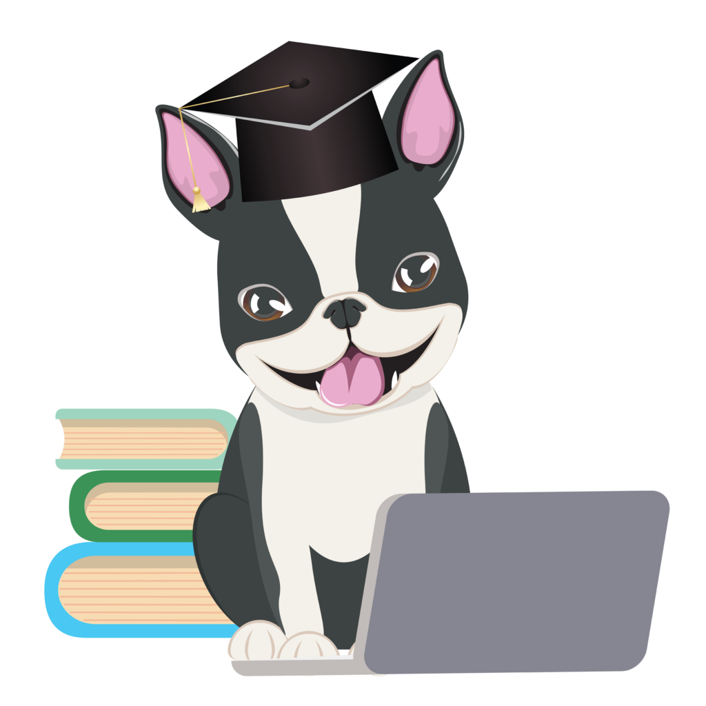  Boston Terrier wear graduation cap with laptop.