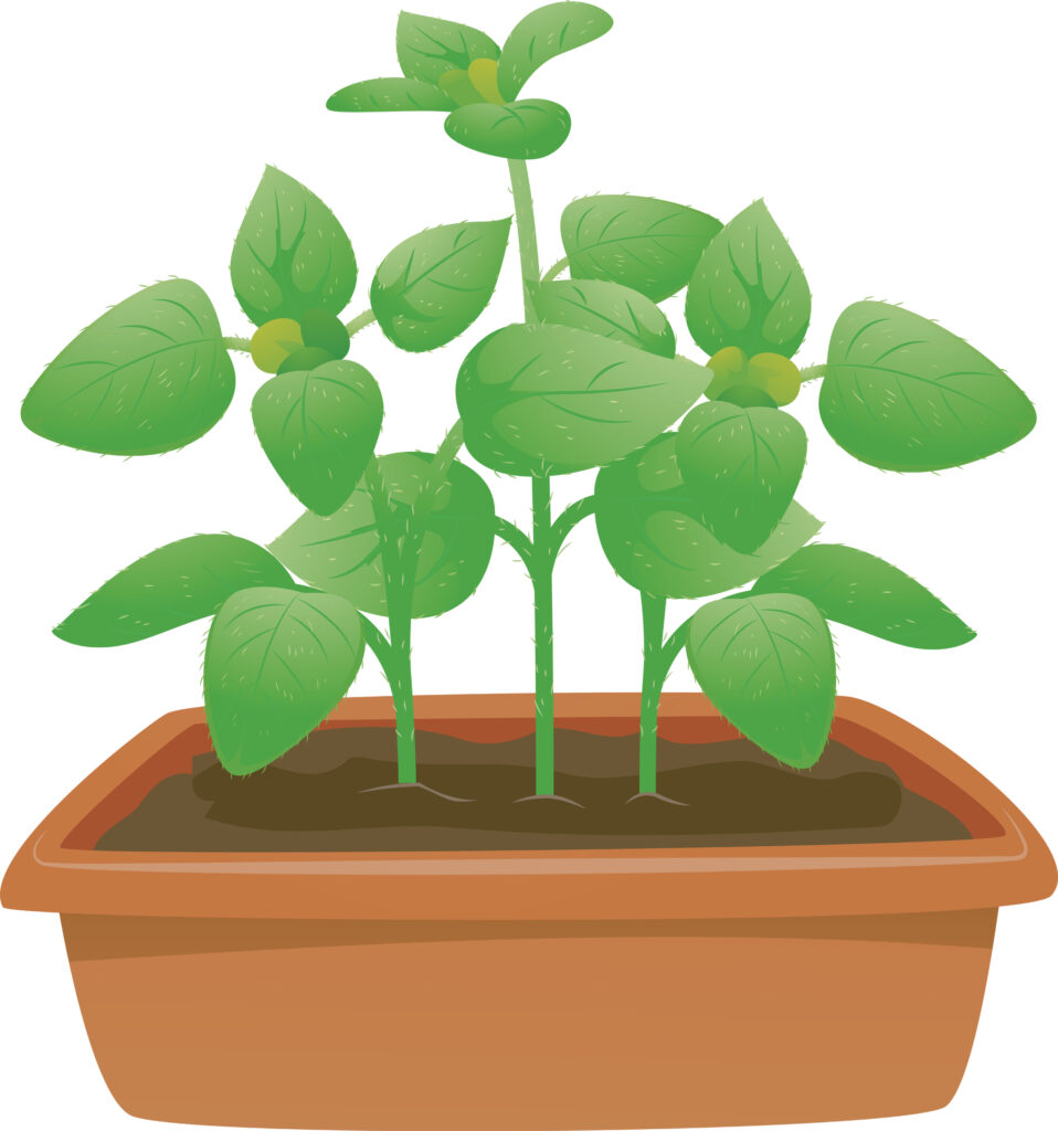 illustration of a potted oregano plant with big green leaves