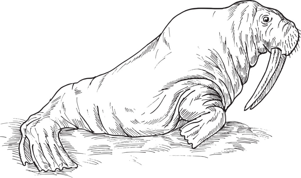 sketch outline of a wrinkled-body walrus