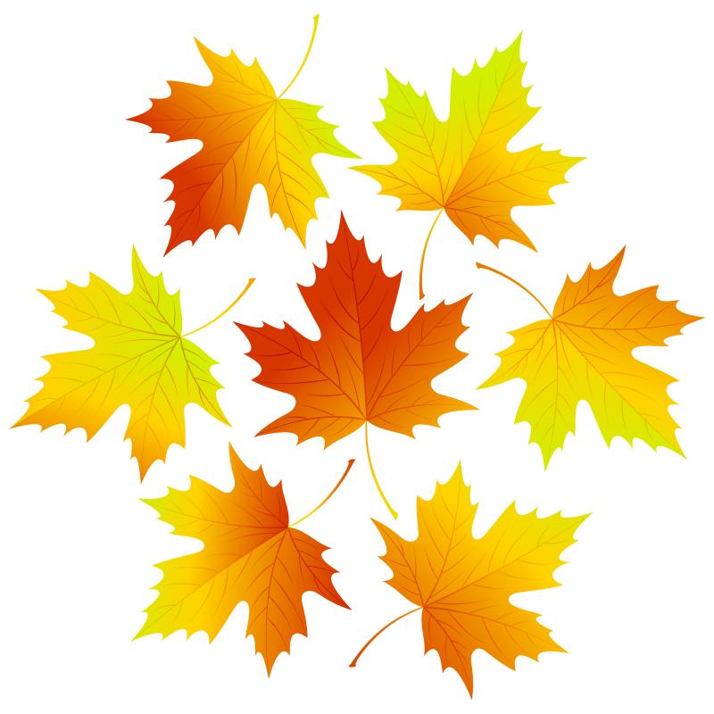 set of fall vector leaves with red, orange and green colors