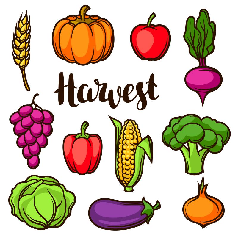 Harvest set of fruits and vegetables including grapes, corn, eggplant, pumpkin, wheat, apples and radish