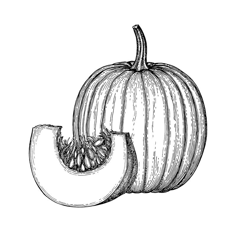 ink sketch of a pumpkin