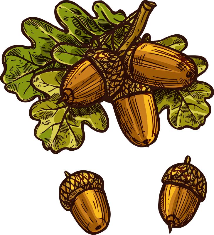 vector illustration of oak leaves and acorns