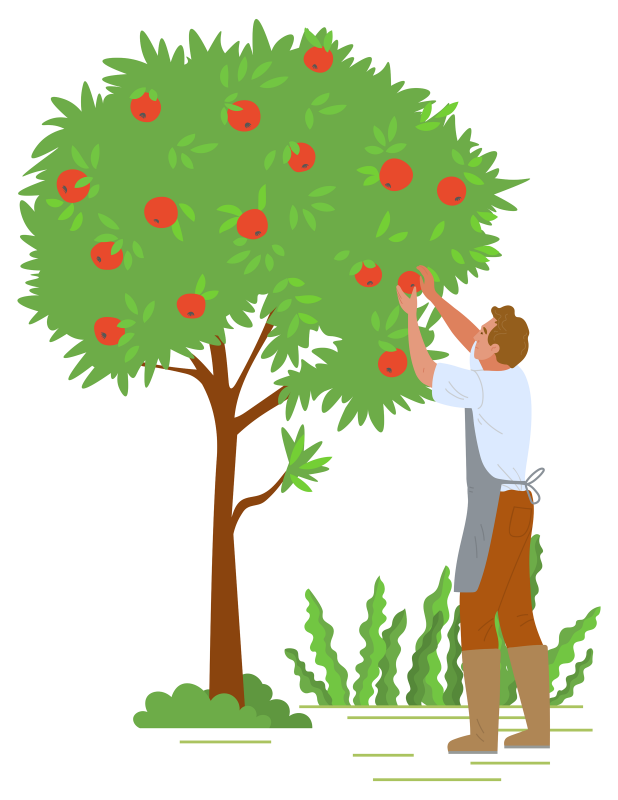 gardener wearing brown apron and blue shirt reaches up to pick apples