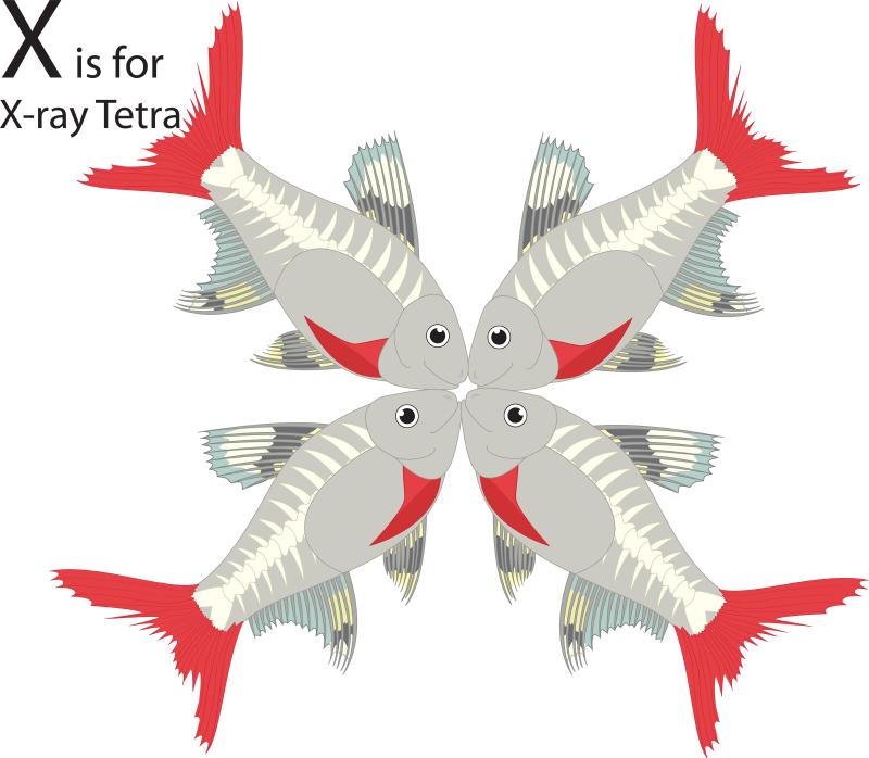 the letter x composed of illustrations of x-ray tetra fishes