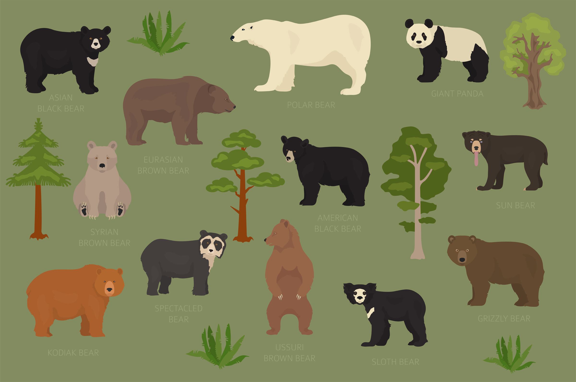 All world bear species in one set. Bears collection. Vector illustration